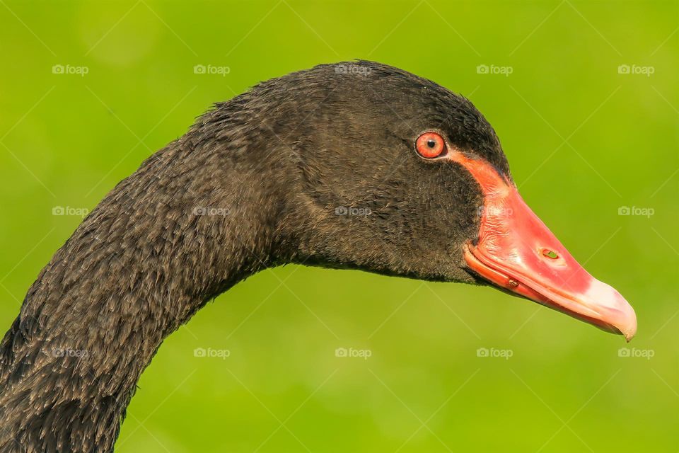 Close up head shot of a black swan