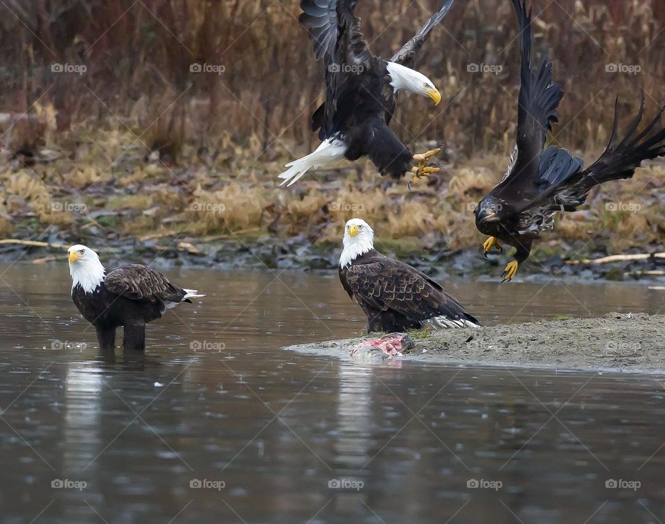 Bald Eagles on the river bank