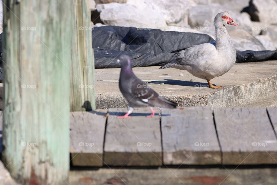 Duck n pigeon 