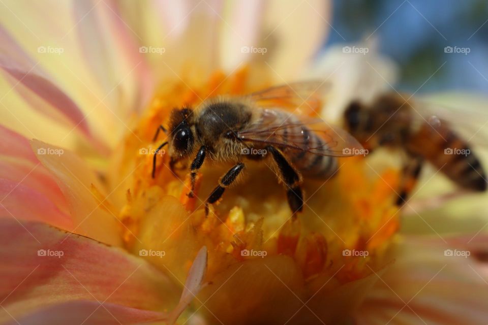 Macro photo of a honeybee drinking nectar on a flower