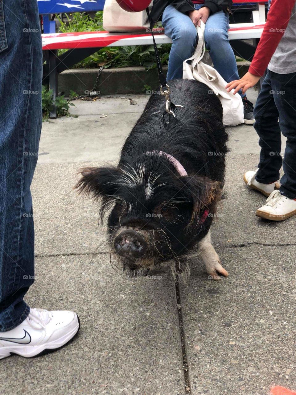 Finally met the infamously popular pet pig that is well known in the Sunset District of San Francisco.