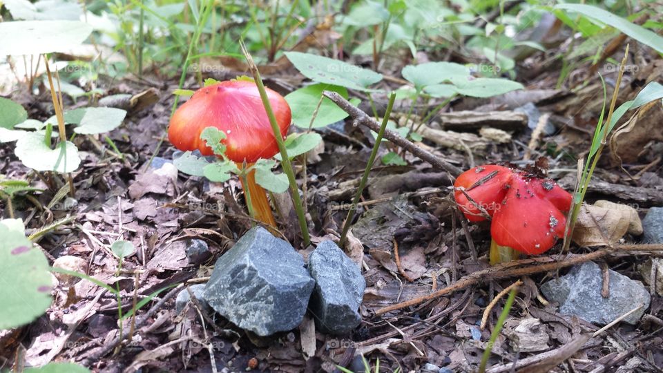 Red Toadstools