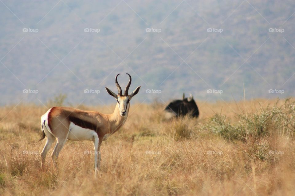 A lone springbuck with a wildebeest in the background.