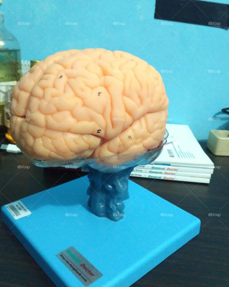 Whole Brain Model