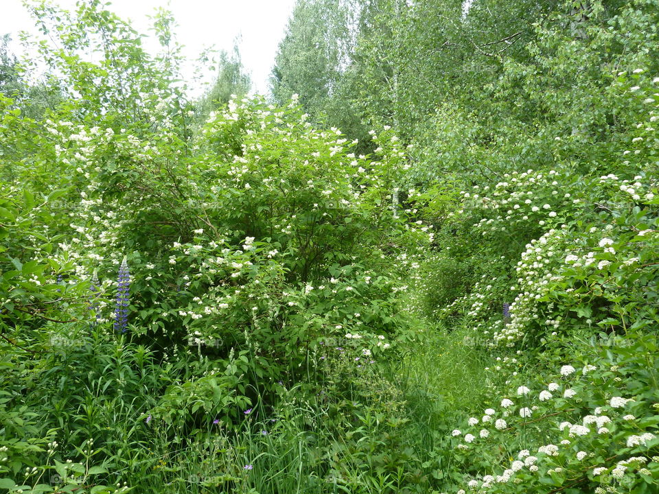 June flowers of summer