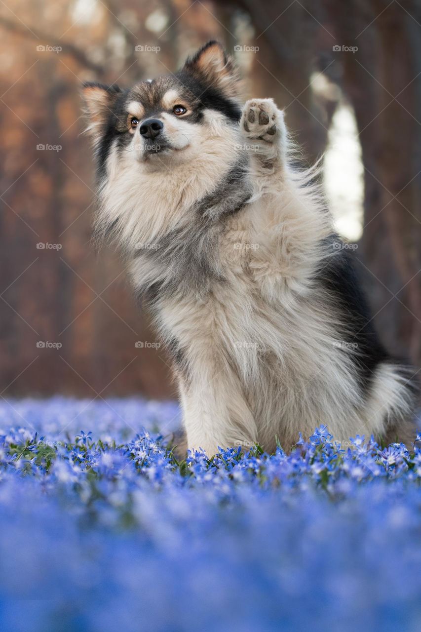 Dog waving among flowers