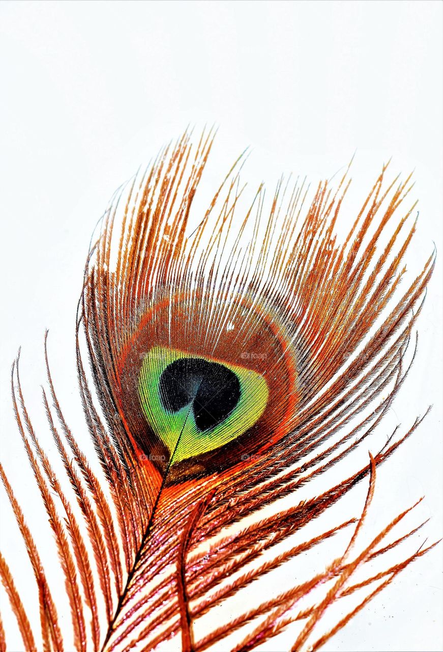 high key close up picture from a colorful peacock feather