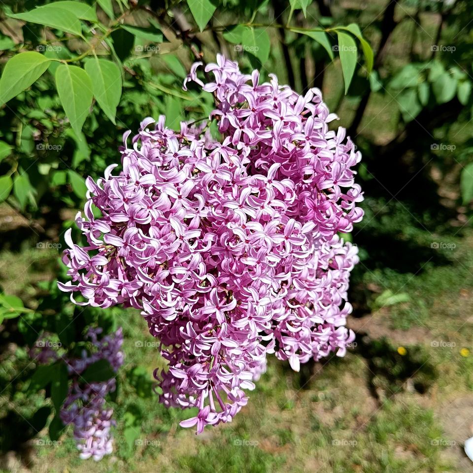 Blooming lilac branch