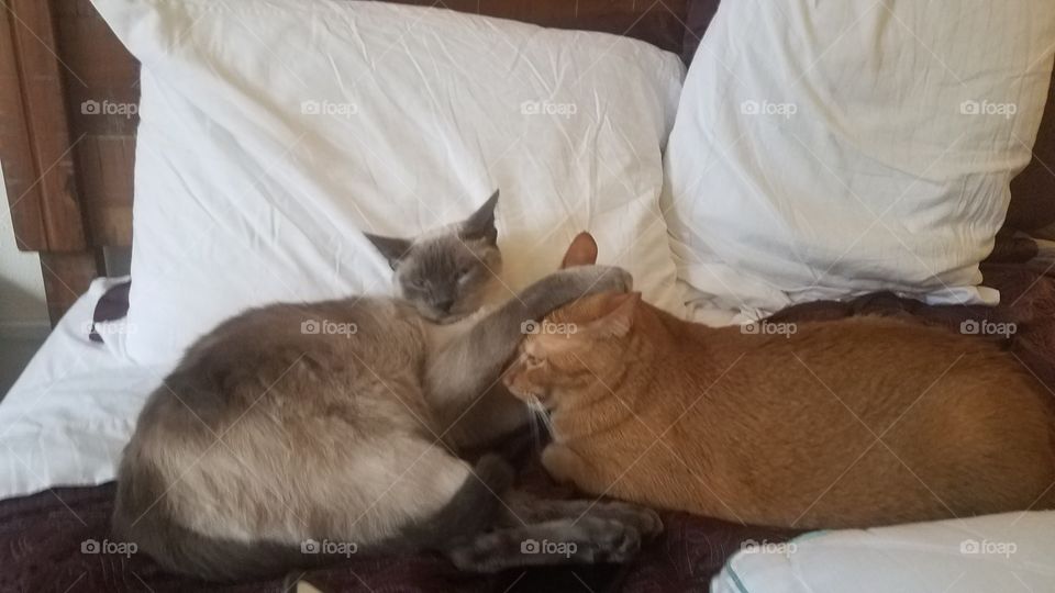 A cat's brotherly affection