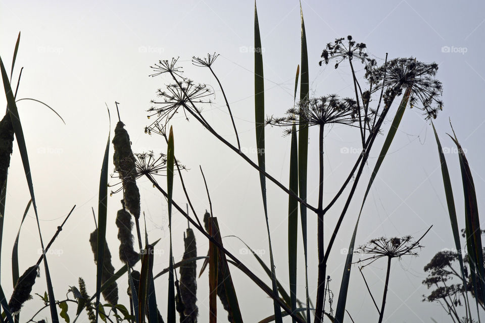 Weed, Reed, No Person, Nature, Sky