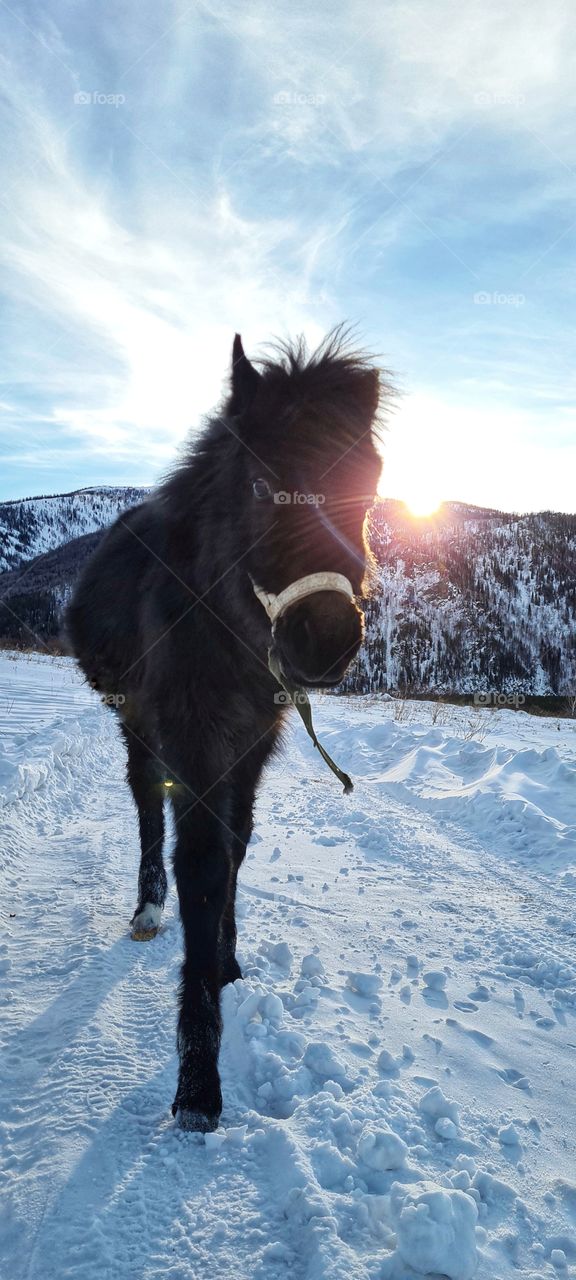 Horse on the background of winter mountains