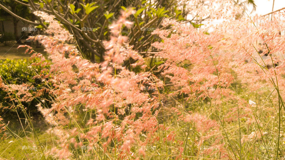 Close-of plant in autumn