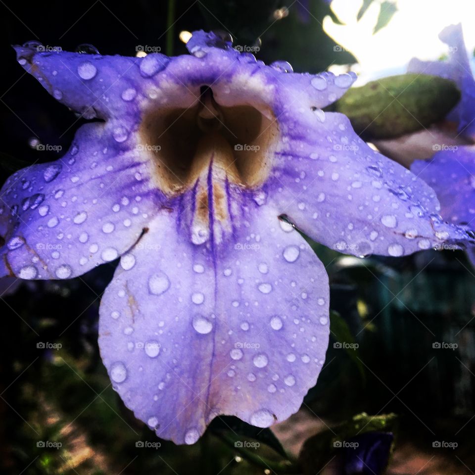 🌼#Flores são presentes da #natureza! Estão aqui para alegrar e embelezar nosso dia!
#Jardinagem é nosso #hobby. 
🌹
#flor #flowers #flower #pétalas #garden #nature #flora #photography #fotografia
#FOTOGRAFIAéNOSSOhobby 