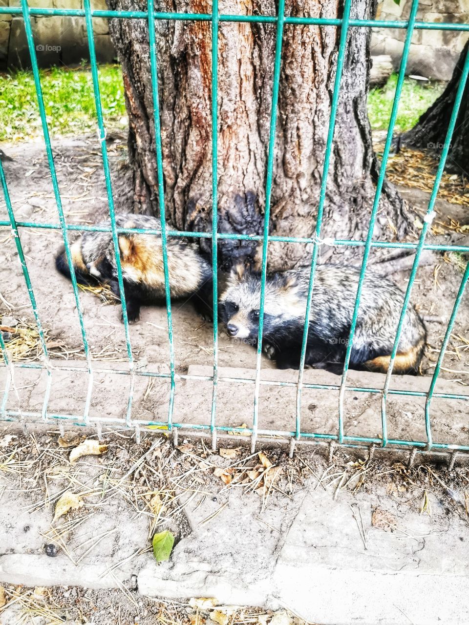 Russia view zoo animals wild outside outdoor day part details capture life