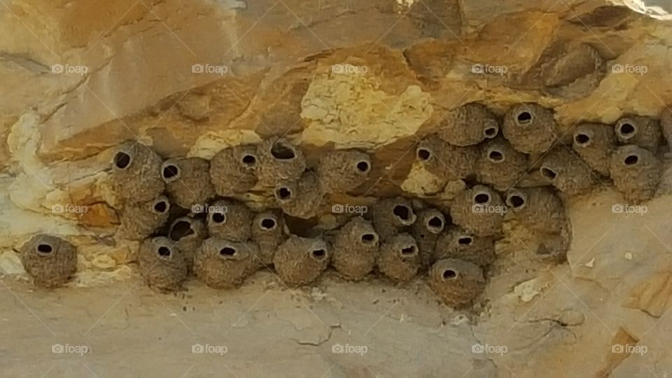 mud nests