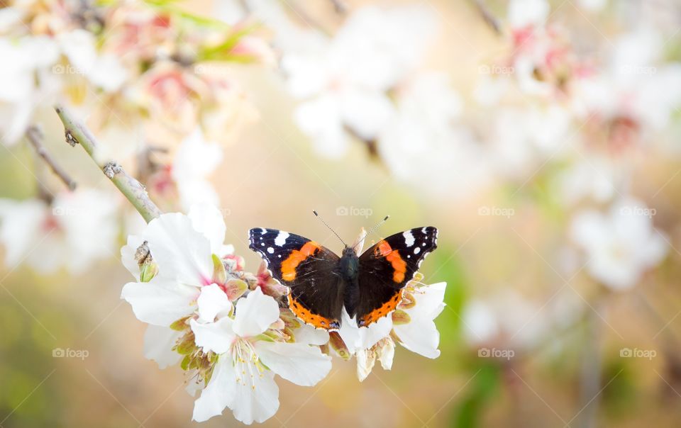 spring butterfly and flowers