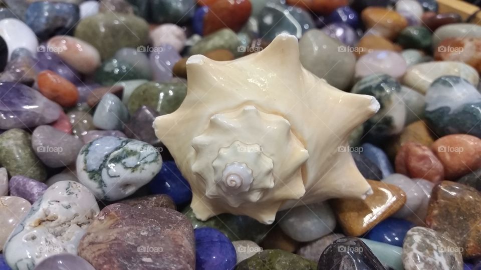 Seashell