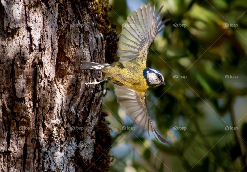 A blue tit, flies with wing spread open from his nest in an olive tree hollow. 