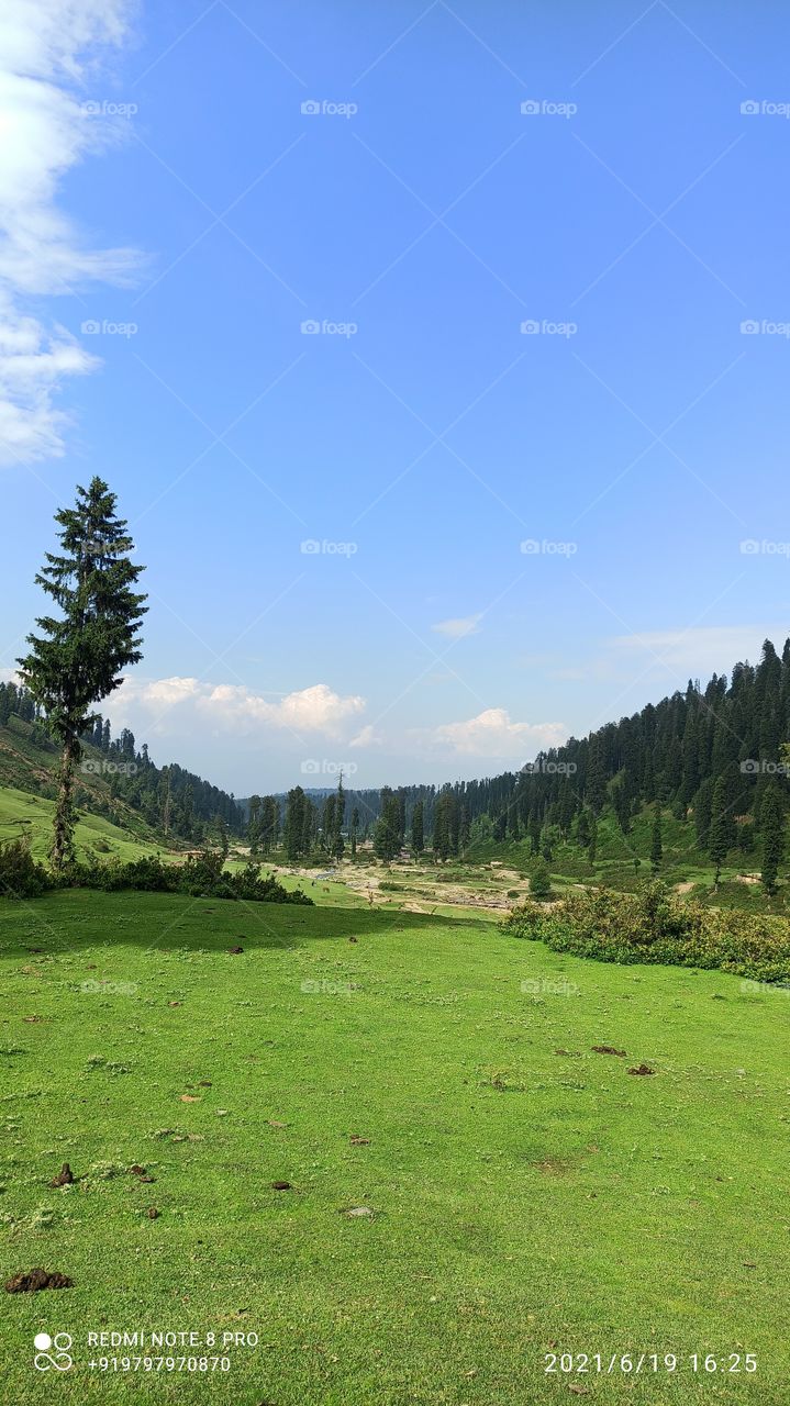 Lush green Meadow in forest area in Keller Forest area in District Shopian J & K....