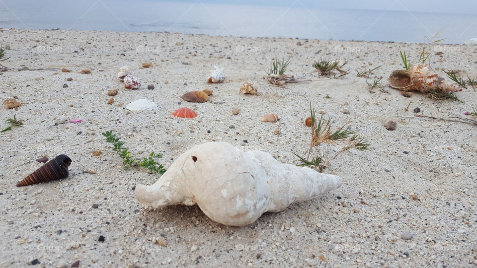 Conchshells on the beach