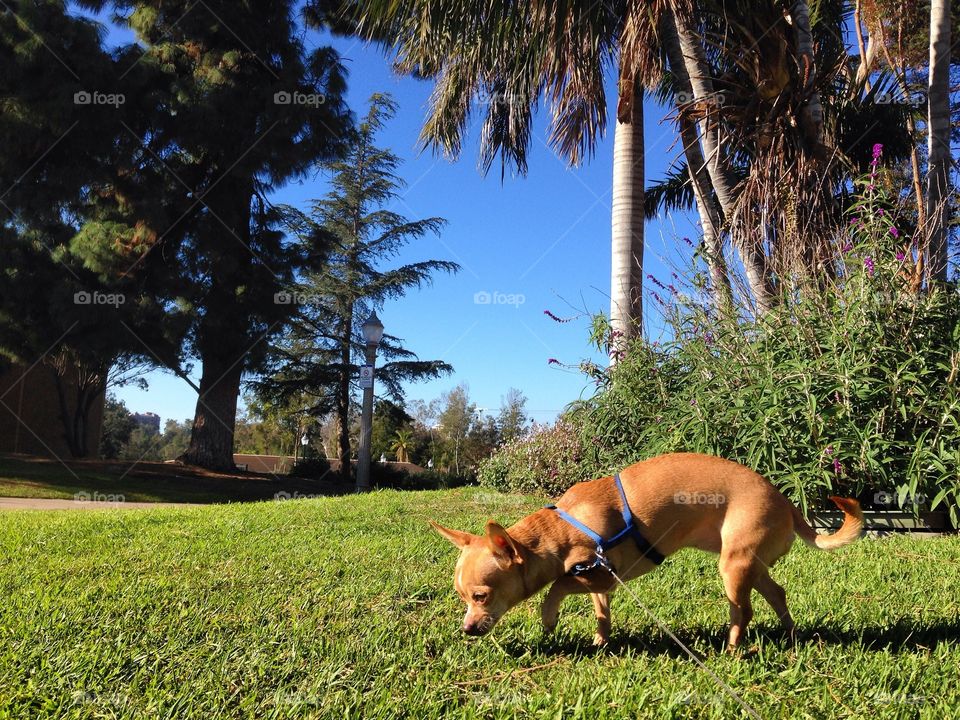 Balboa park and chihuahua 