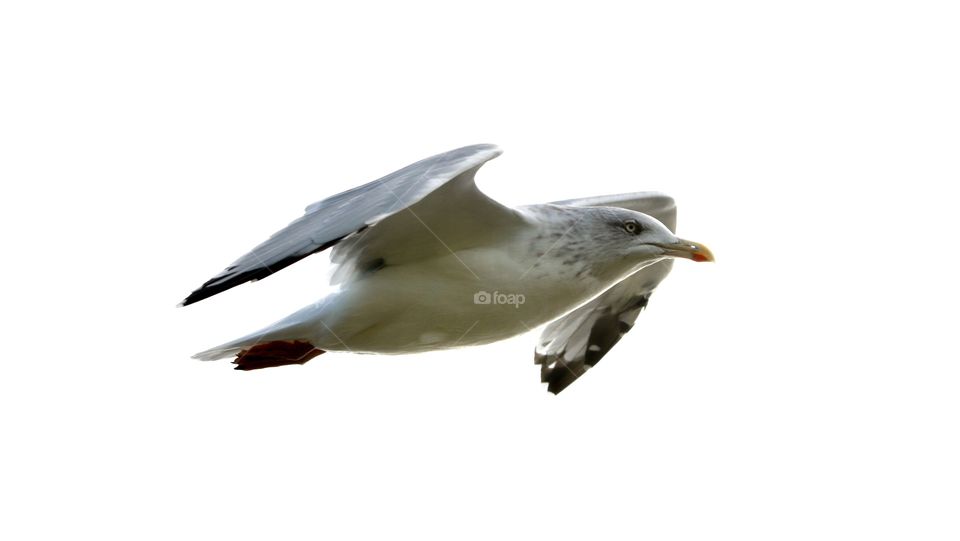 seagull in flight