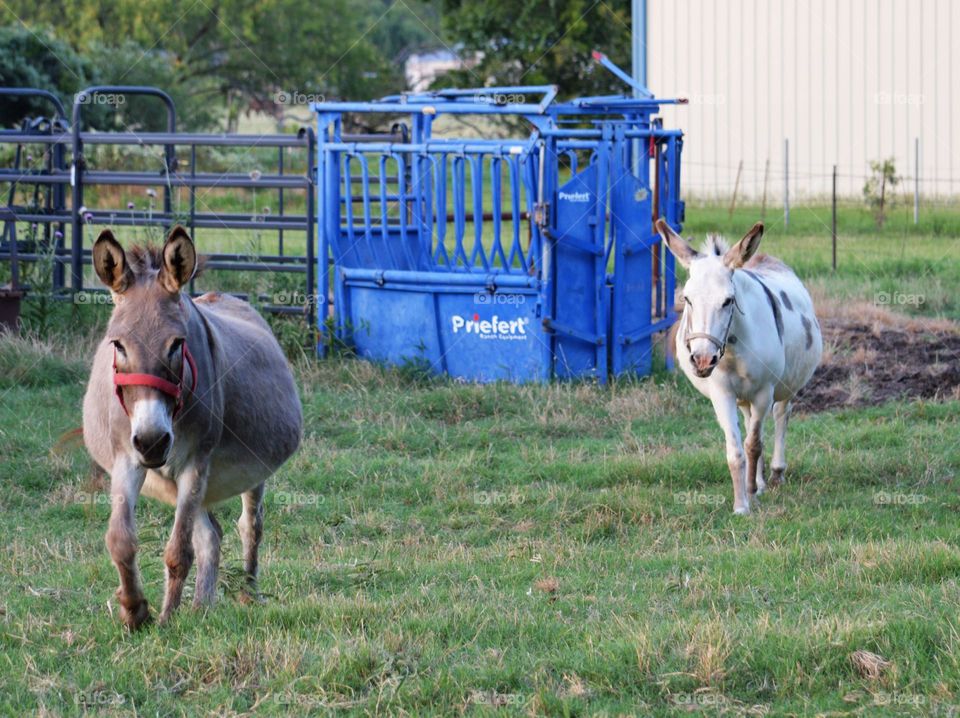 Two donkeys in the pasture. 