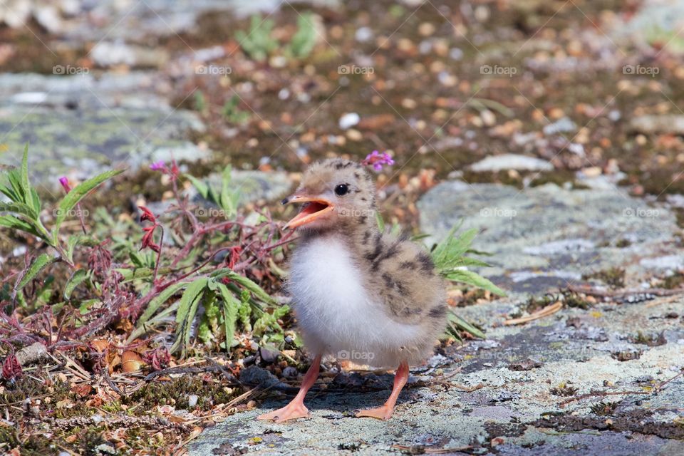 Close-up of a baby seagull