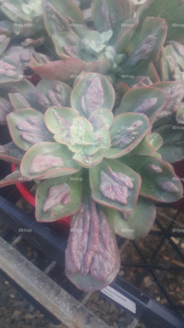 # succulents