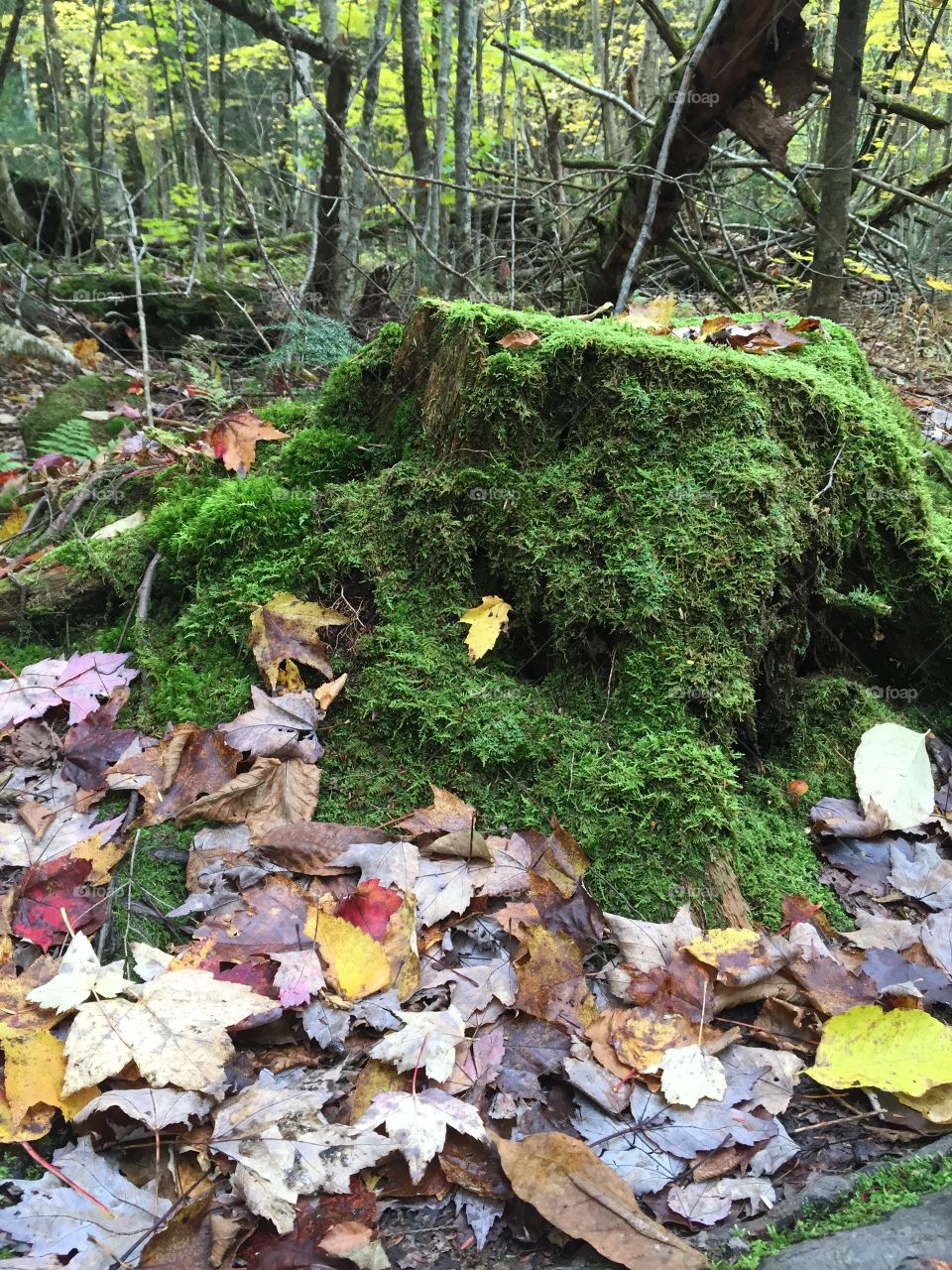 Vermont mossy stump