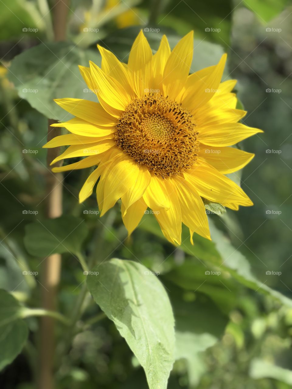 Sunflowers 🌻