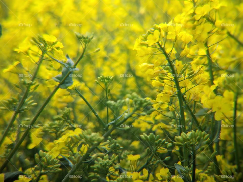 rapeseed field on a summer day (11)