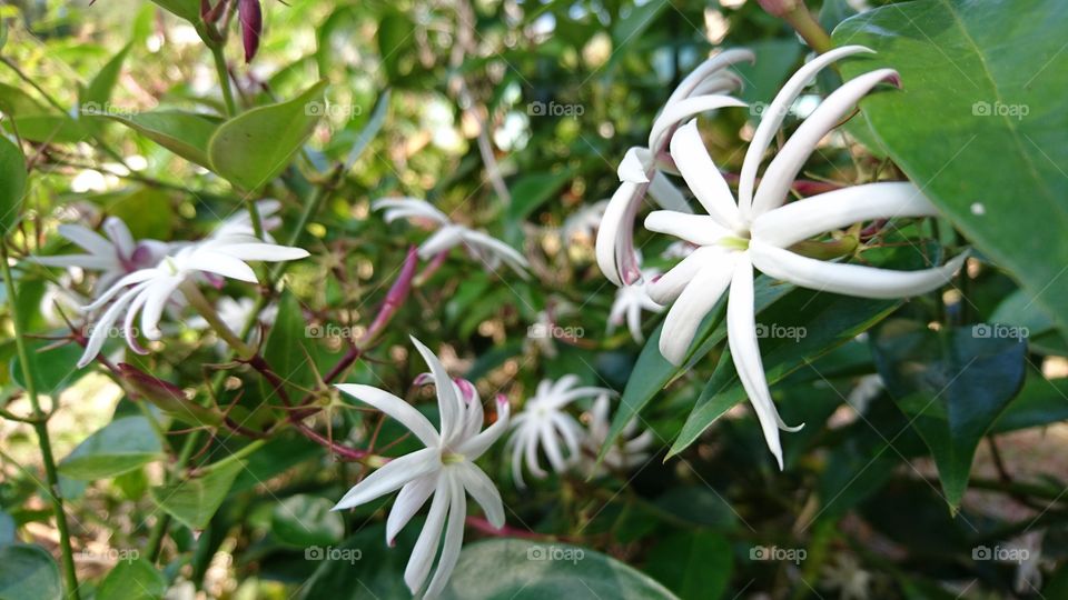 Leaf, Nature, No Person, Flower, Flora