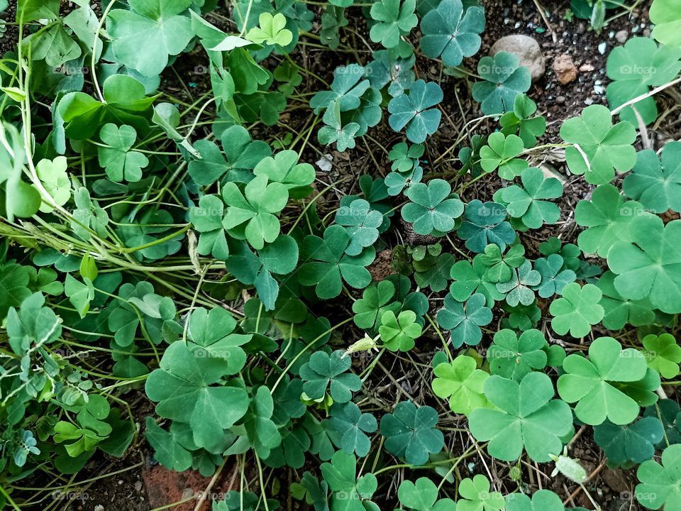 green leaves in the garden