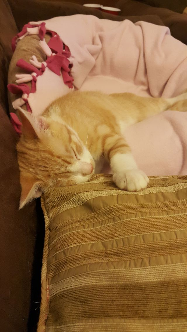 Cute kitten
