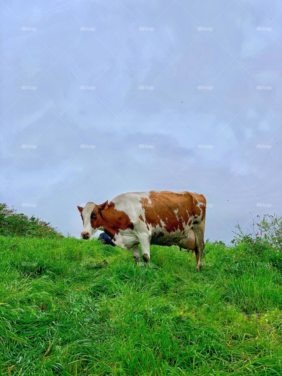 Cow