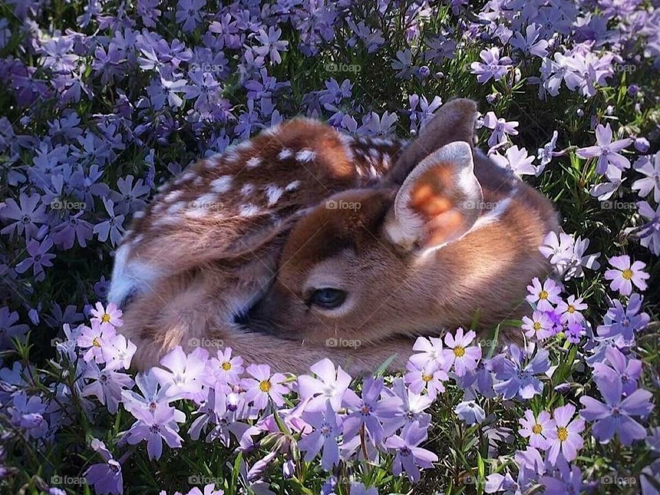 Cutest wild life