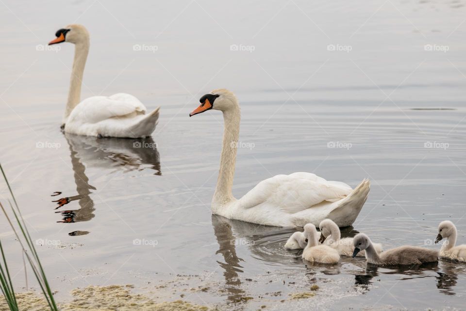 Swan parents together with the chicks.