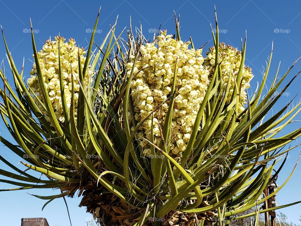 yucca blooming