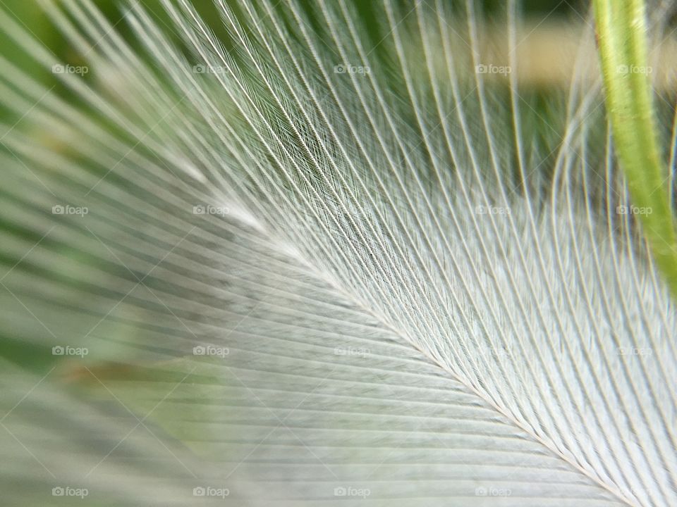 Close-up of white feather