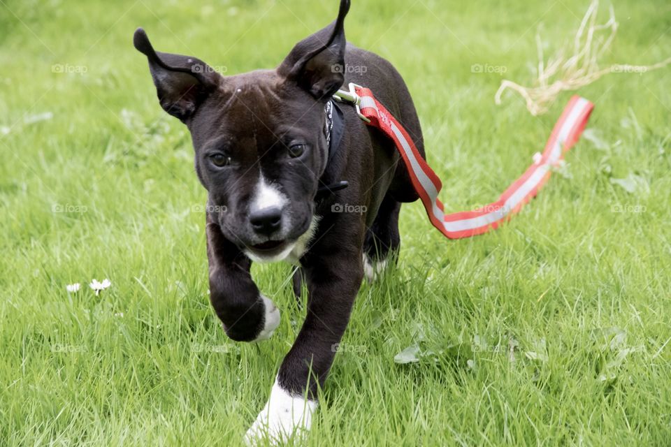 Cute happy little puppy running in the grass - söt gullig busig liten amstaff hundvalp springer i gräset 