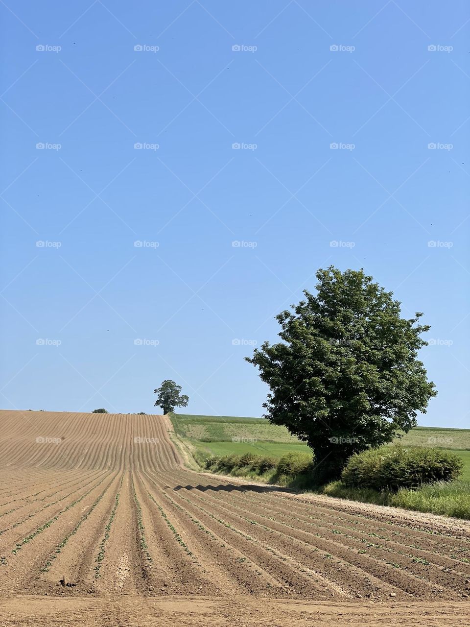 Ploughed field freshly planted 