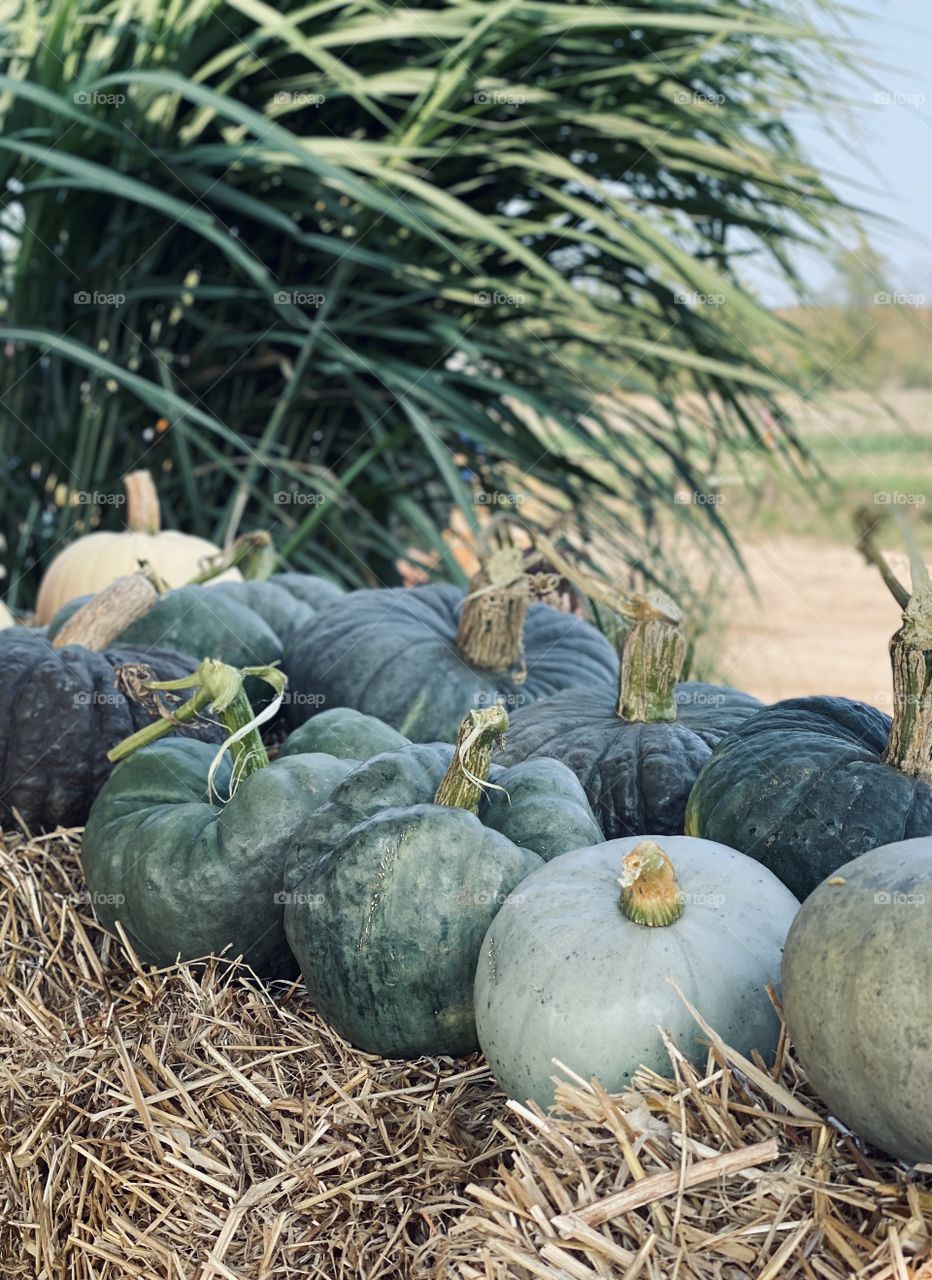 Pumpkin farm