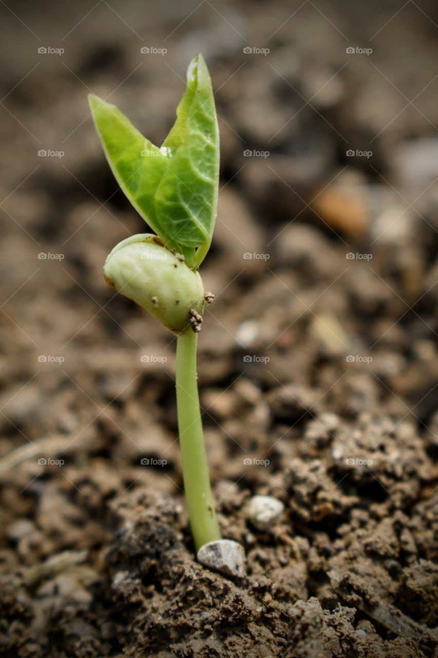 Birth of a green plant