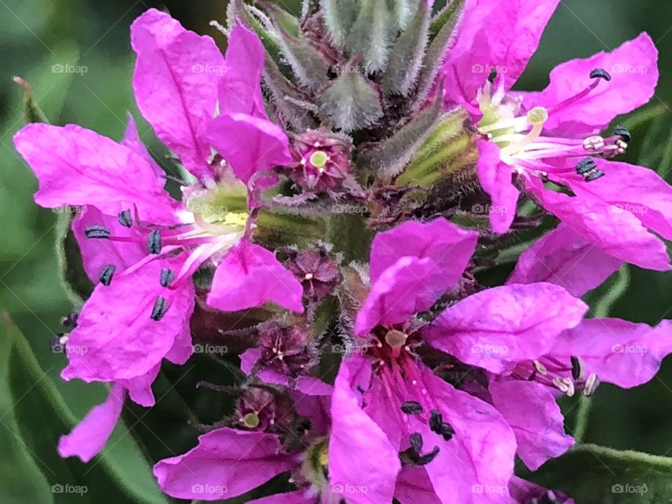 Little purple flowers in Bloom
