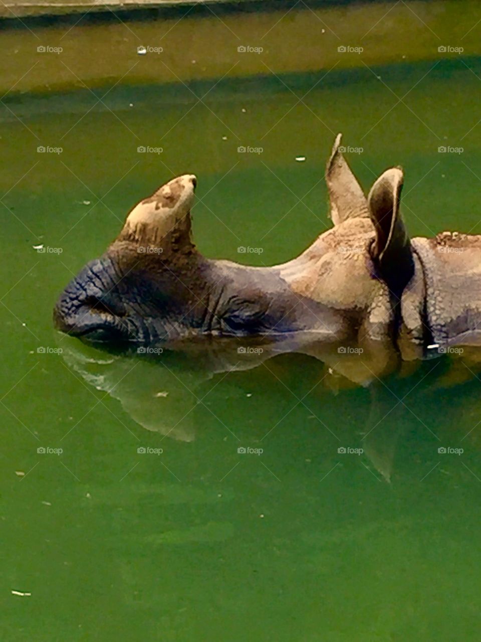 Cool Water. Tama Zoological Park. Tama, Japan