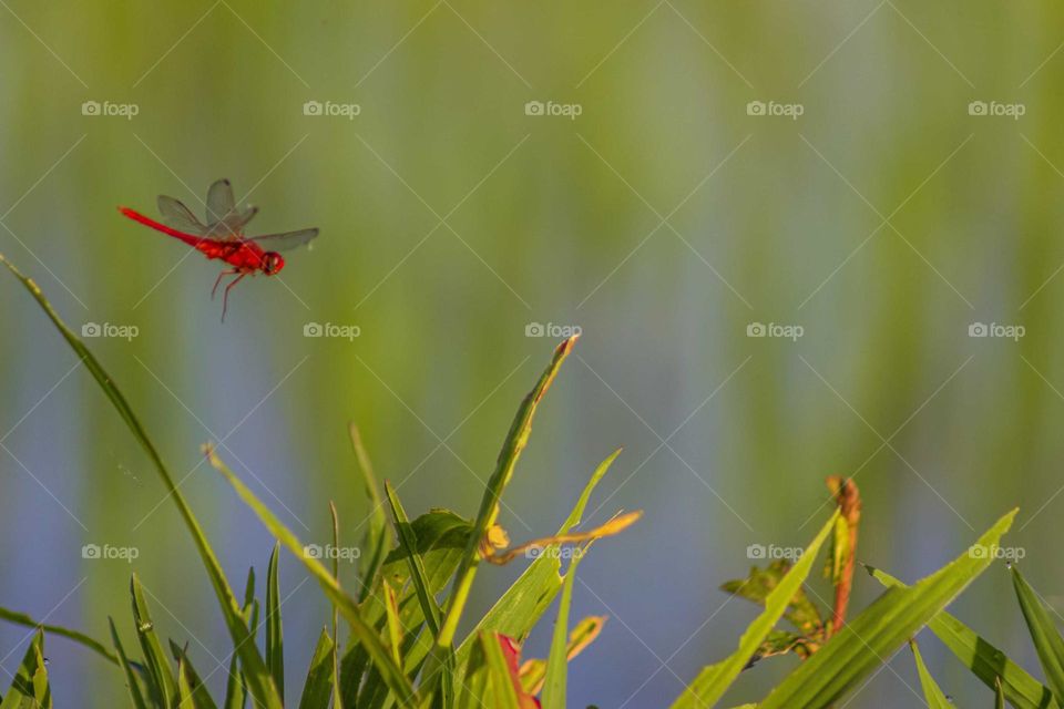 red dragonfly