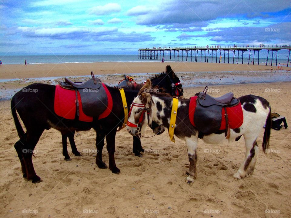 Donkey Ride. Donkey ride on the beach ...