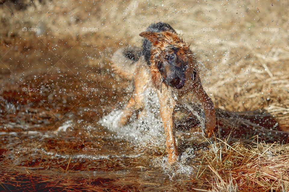 German shepherd dog outdoor spring pond