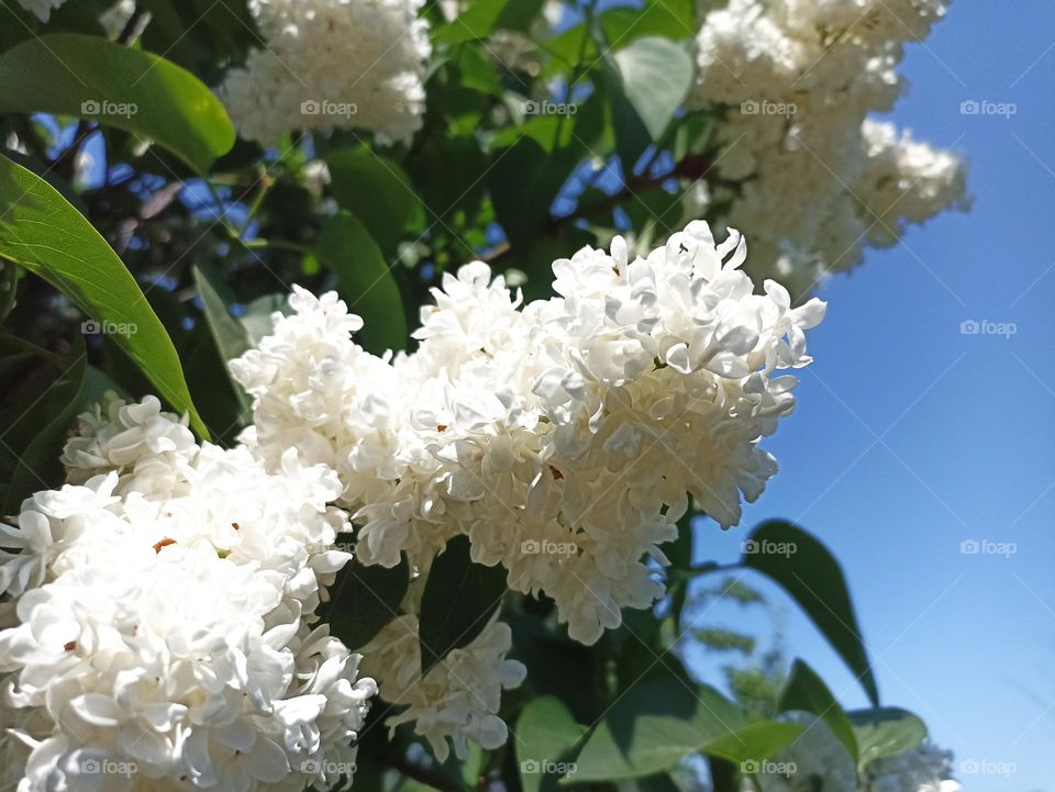 Syringa vulgaris, the lilac or common lilac, is a species of flowering plant in the olive family Oleaceae, native to the Balkan Peninsula, where it grows on rocky hills